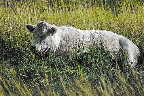 Sleeping Cow Resting Among Grass (Green Tint Photo)
