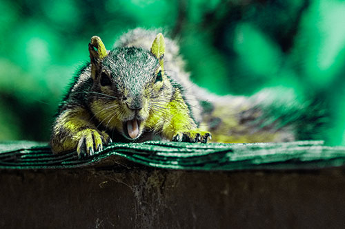 Sleepy Squirrel Yawning Among Rooftop (Green Tint)