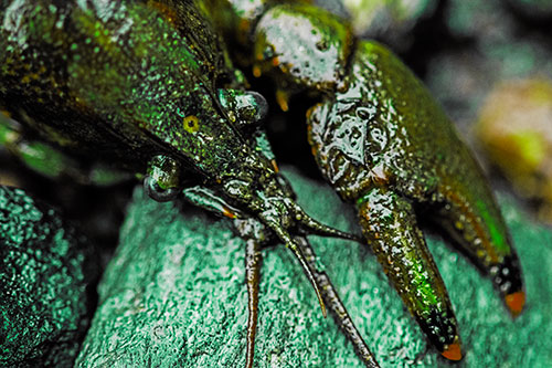 Slimy Crayfish Rests Claw Beside Head (Green Tint)