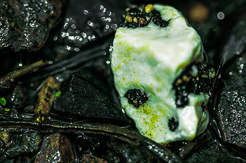 Slimy Extraterrestrial Alien Faced Rock Head (Green Tint Photo)