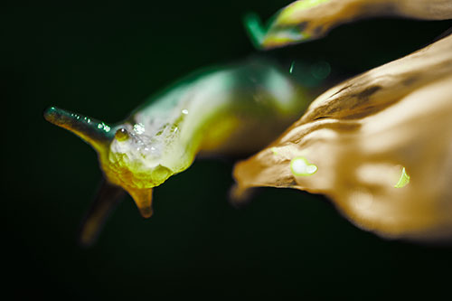 Slimy Marsh Slug Peeking Around Flower Petal (Green Tint Photo)