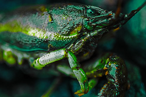 Slimy Wet Bulging Eyed Crayfish (Green Tint Photo)