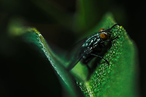 Sloping Cluster Fly Hangs Onto Leaf Petal (Green Tint)