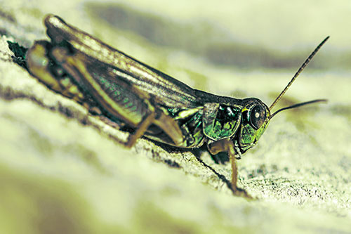 Sloping Grasshopper Enjoying Sunshine Among Tree Stump (Green Tint Photo)