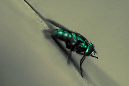 Sloping Perched Cluster Fly Cleaning Itself (Green Tint)