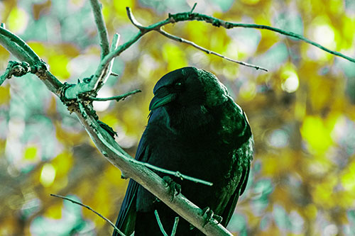 Sloping Perched Crow Glancing Downward Atop Tree Branch (Green Tint Photo)