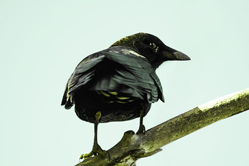Sly Eyed Crow Glances Backward Among Tree Branch (Green Tint Photo)