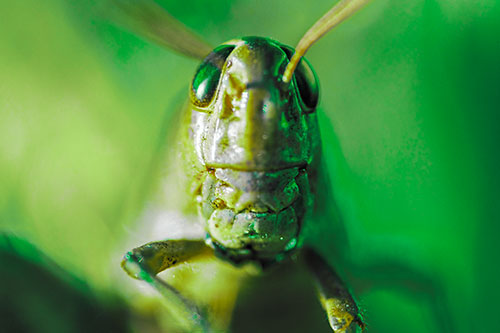 Smiling Grasshopper Enjoying Sunshine (Green Tint Photo)