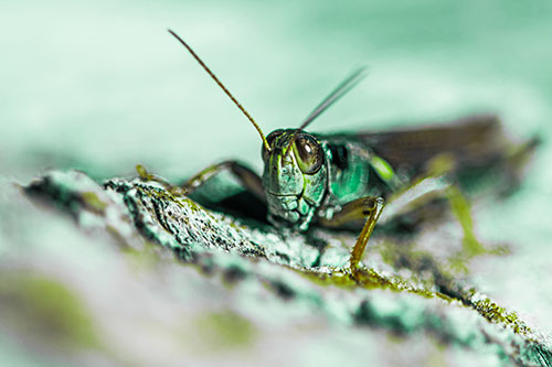 Smiling Grasshopper Grabbing Ahold Tree Stump (Green Tint Photo)