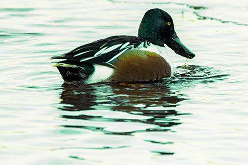 Smiling Northern Shoveler Duck Swimming Calm River Water (Green Tint Photo)