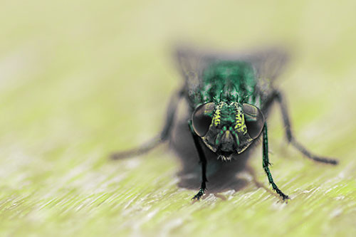 Smirking Open Mouthed Cluster Fly Watching Closely (Green Tint)