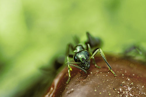 Snarling Carpenter Ant Guarding Sugary Treat (Green Tint Photo)