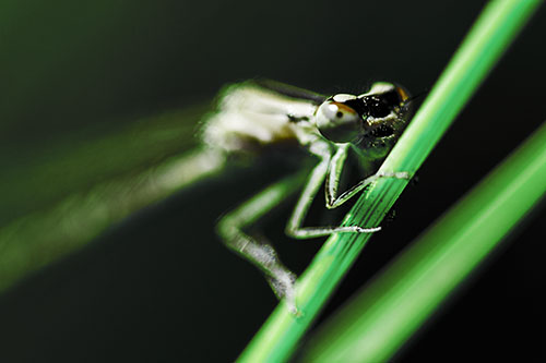 Snarling Damselfly Hangs Onto Grass Blade (Green Tint)