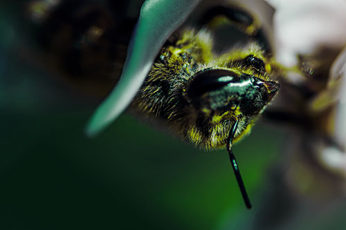 Snarling Honey Bee Clinging Flower Petal (Green Tint Photo)