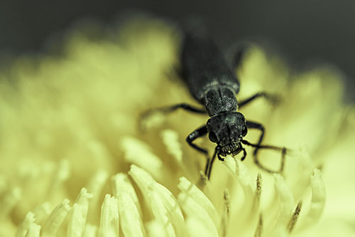 Snarling Oedemera Beetle Eating Dandelion Pollen (Green Tint)