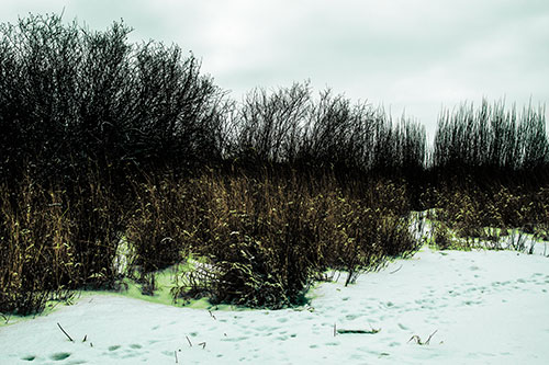 Snow Covered Tall Grass Surrounding Trees (Green Tint Photo)