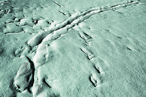 Snow Drifts Cover Footprint Trails (Green Tint Photo)