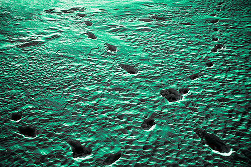 Snow Footprint Trails Crossing Paths (Green Tint Photo)
