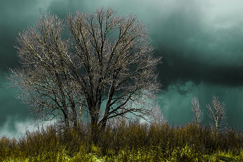 Snowstorm Clouds Beyond Dead Leafless Trees (Green Tint Photo)