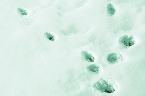 Snowy Animal Footprints Changing Direction (Green Tint Photo)