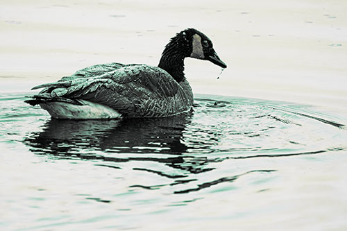 Snowy Canadian Goose Dripping Water Off Beak (Green Tint Photo)