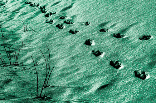 Snowy Footprints Along Dead Branches (Green Tint Photo)
