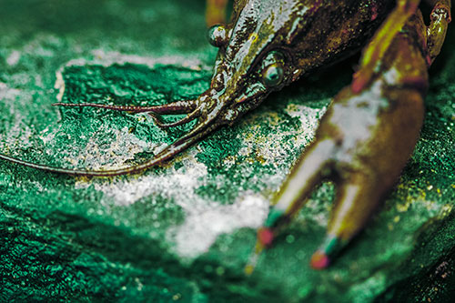 Soaked Crayfish Among Wet Shore Rock (Green Tint Photo)