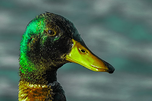 Soaked Male Mallard Duck Watching Among Lake (Green Tint)