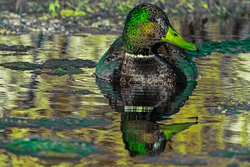 Soaked Mallard Duck Casts Pond Water Reflection (Green Tint Photo)