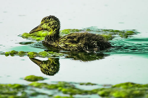 Soaked Mallard Duckling Swimming Past Algae (Green Tint)