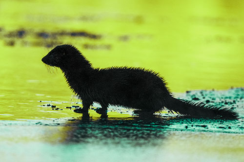 Soaked Mink Contemplates Swimming Across River (Green Tint Photo)