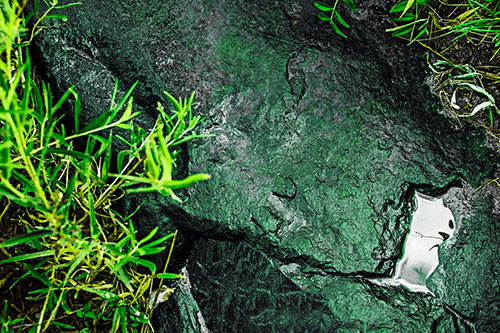Soaked Puddle Mouthed Rock Face Among Plants (Green Tint Photo)