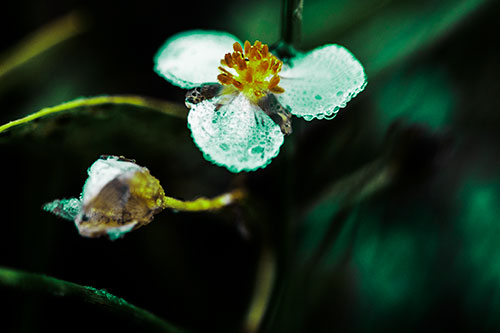 Soaking Wet Frogbit Flower Dew (Green Tint Photo)