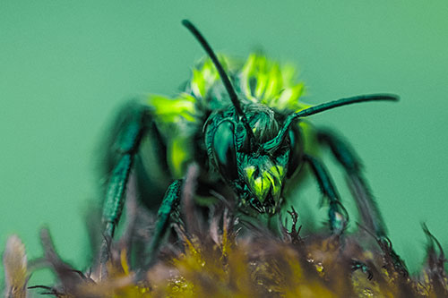 Soaking Wet Honey Bee Standing Atop Blanket Flower (Green Tint)