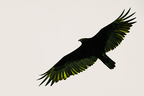 Soaring Turkey Vulture Flying Among Sky (Green Tint)
