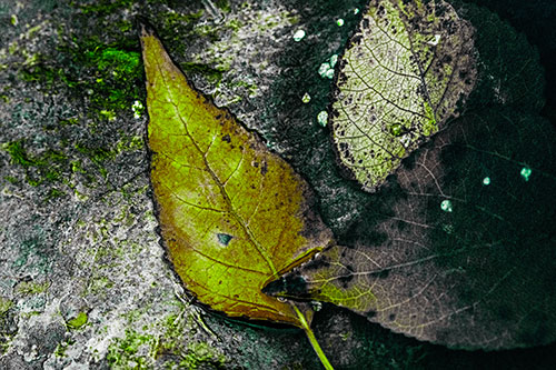 Soggy Cannibal Leaf Face Chewing Another Leaf (Green Tint)