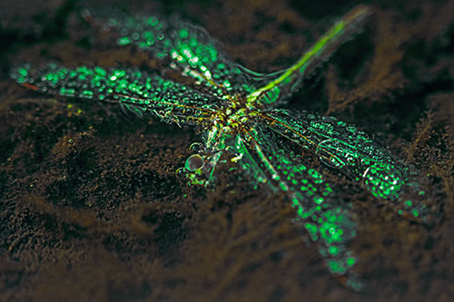 Soggy Dead Dragonfly Floating Atop Algae (Green Tint Photo)