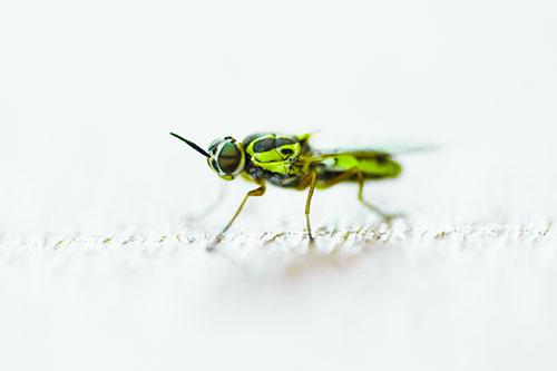 Soldier Fly Standing Still Among Light (Green Tint)