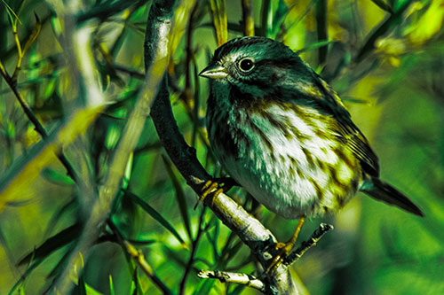 Song Sparrow Perched Along Curvy Tree Branch (Green Tint Photo)