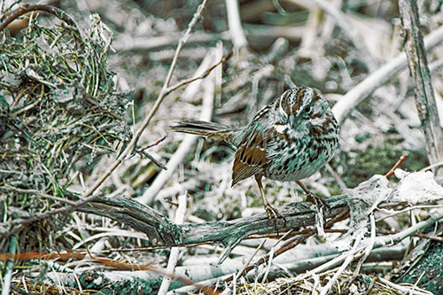 Song Sparrow Standing Atop Broken Branch (Green Tint Photo)