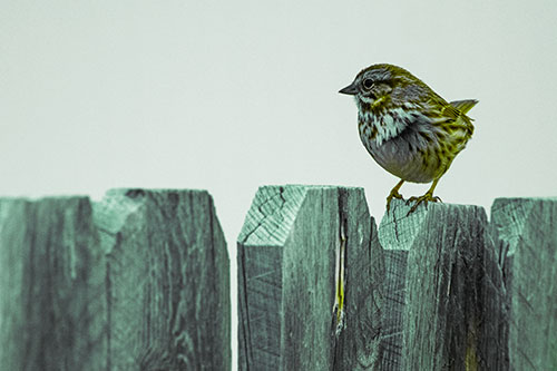 Song Sparrow Standing Atop Wooden Fence (Green Tint Photo)