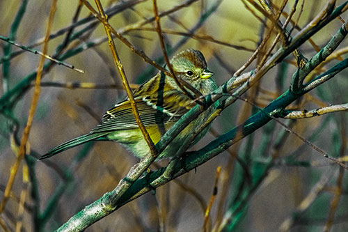 Song Sparrow Watches Sunrise Among Tree Branches (Green Tint Photo)