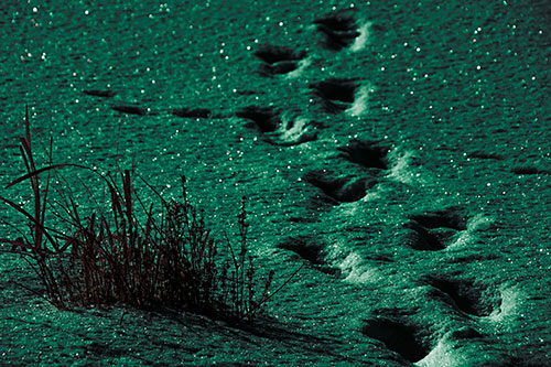 Sparkling Snow Footprints Across Frozen Lake (Green Tint Photo)