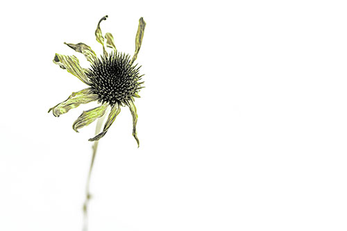 Spiky Dead Dried Up Coneflower (Green Tint Photo)