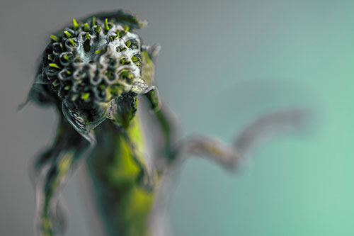 Spiky Headed Gumplant Figure Pointing The Way (Green Tint Photo)