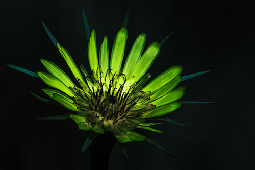 Spiky Salsify Flower Gathering Sunshine (Green Tint Photo)