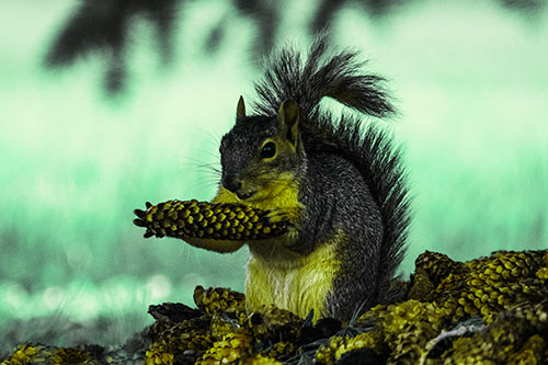 Squirrel Eating Pine Cones (Green Tint Photo)