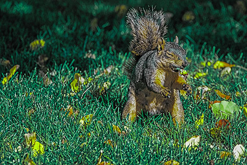 Squirrel Enjoying Breakfast Among Fallen Autumn Leaves (Green Tint)