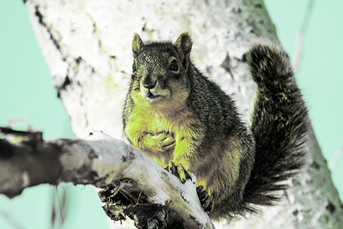 Squirrel Grasping Chest Atop Thick Tree Branch (Green Tint Photo)