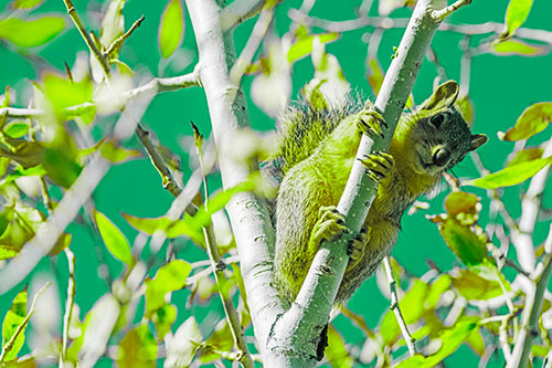 Squirrel Gripping Ahold Of Tree Branch (Green Tint)